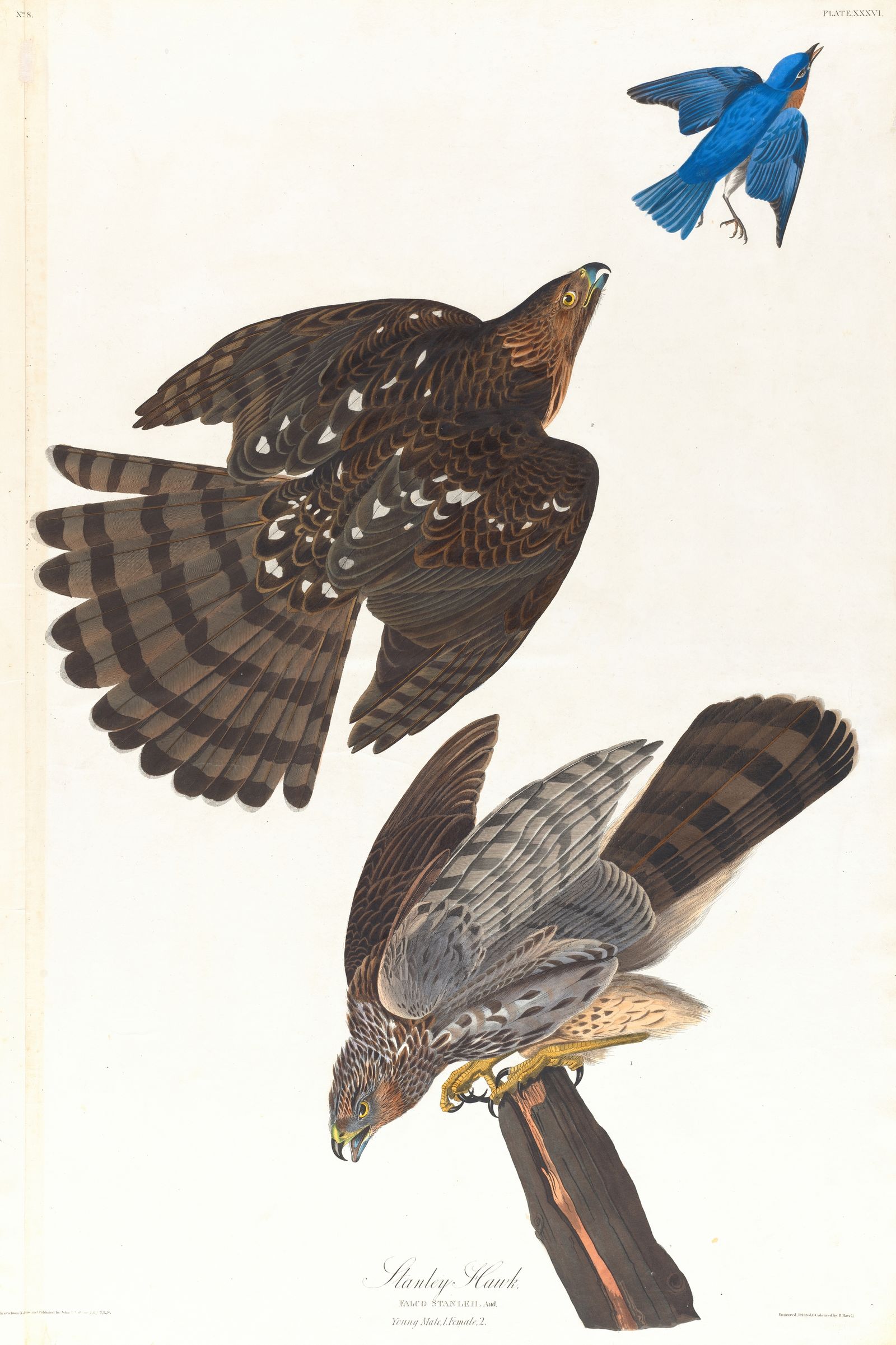 Stanley hawk (1827–1838)