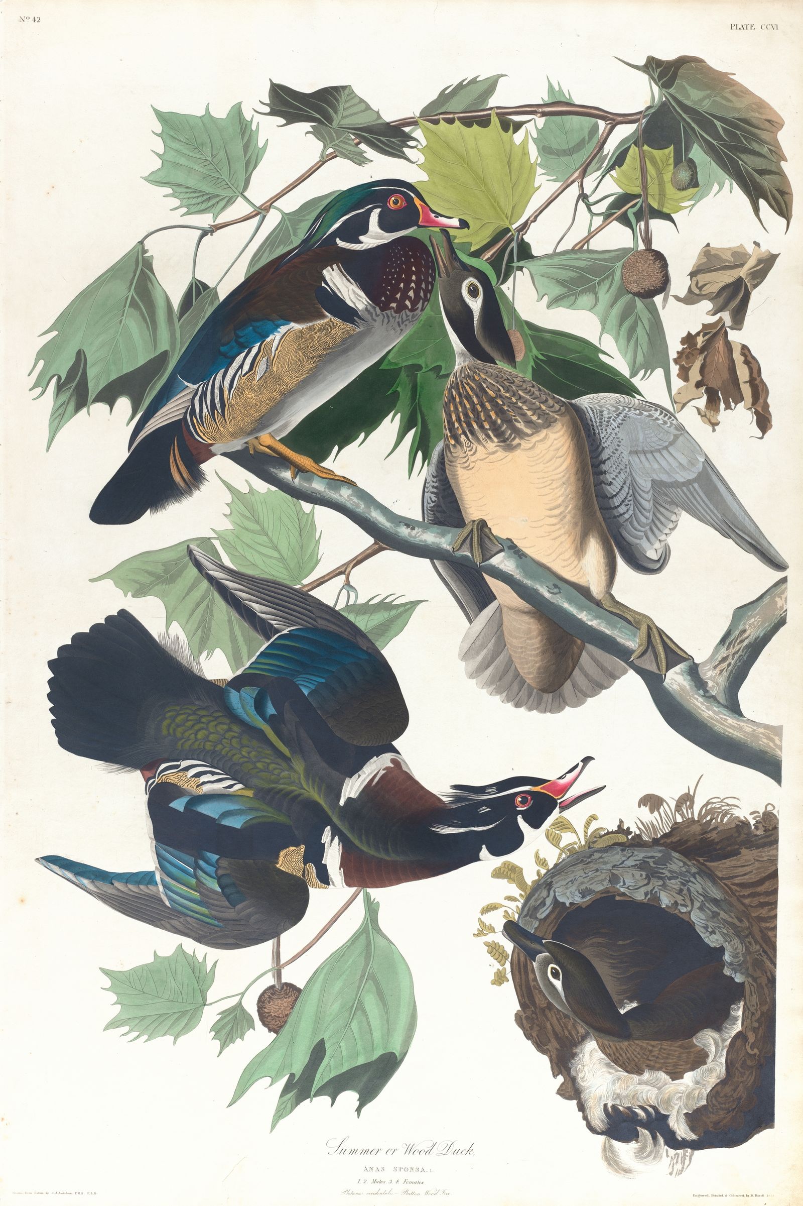 Summer or wood duck (1827–1838)