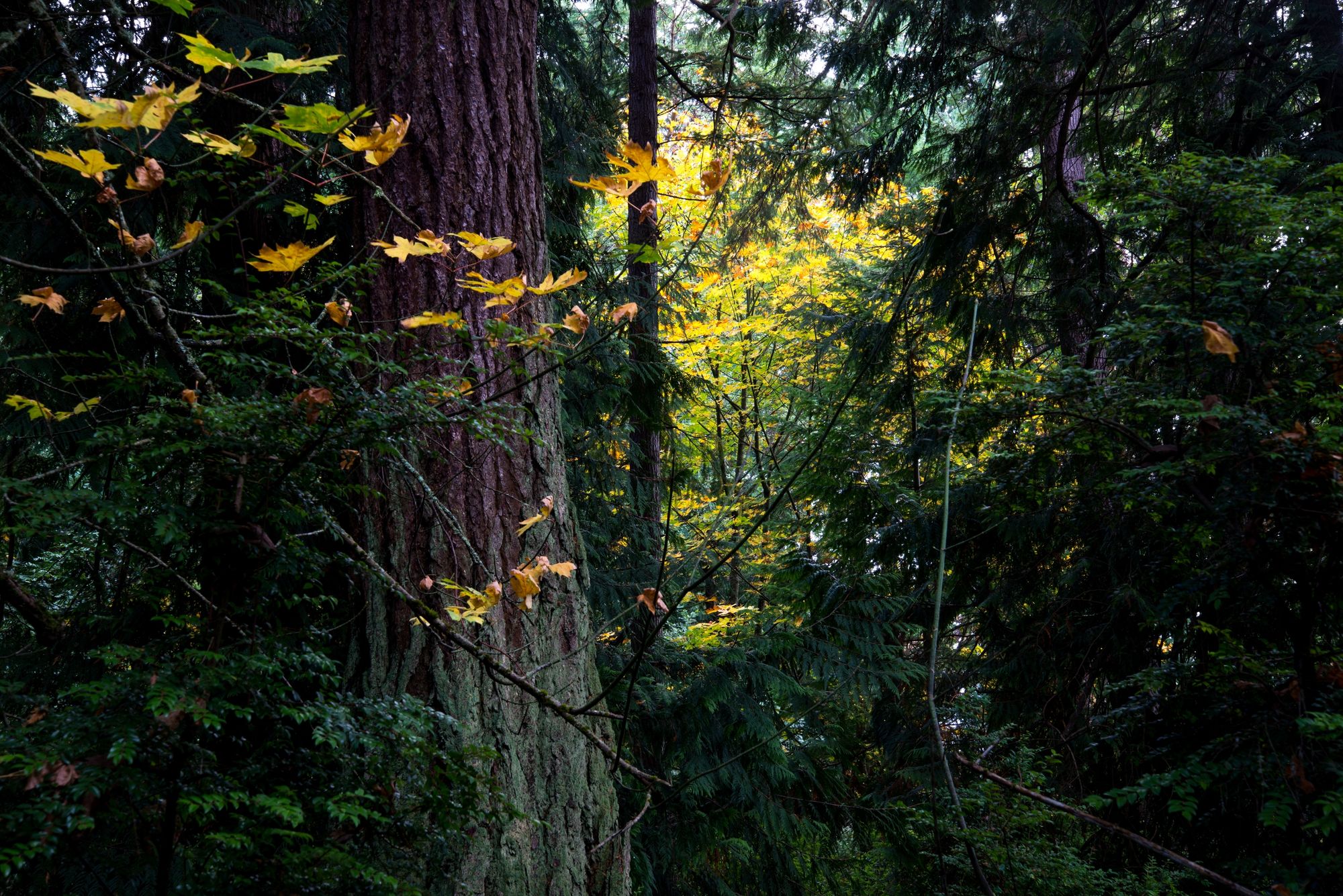 Sunlit Autumn Forest