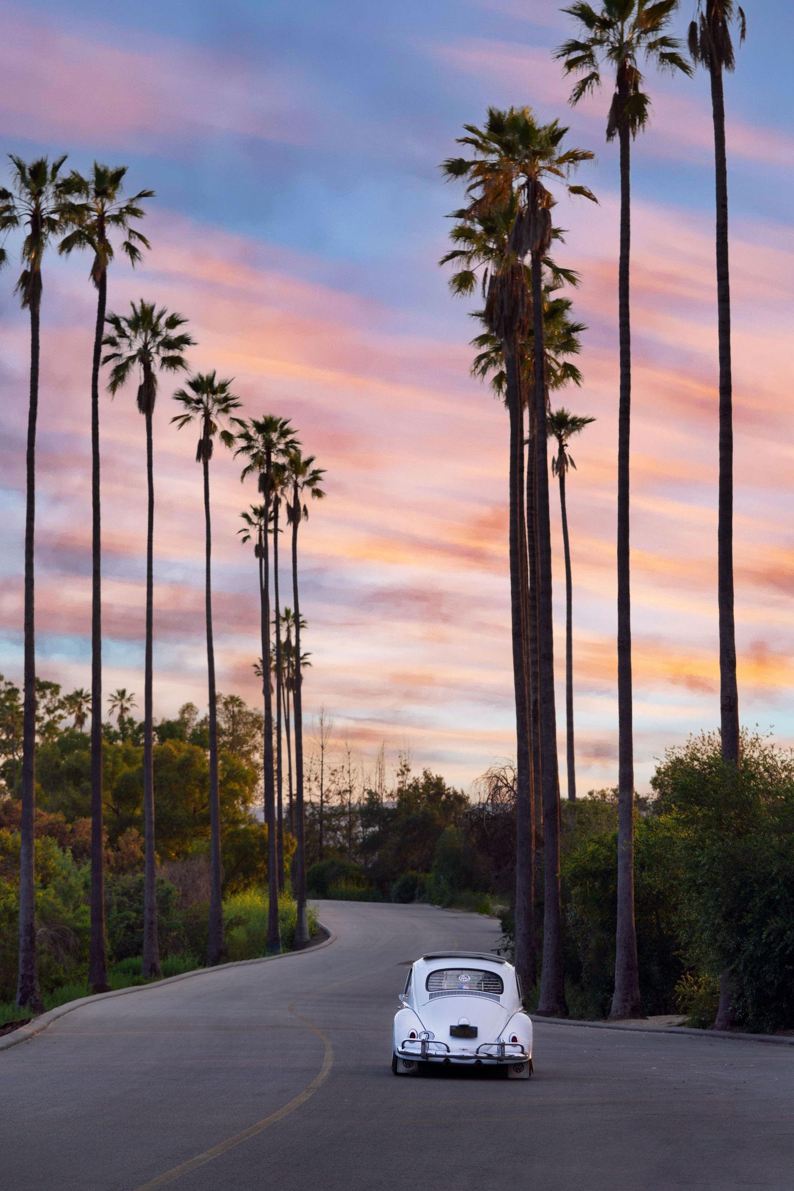 Sunset Bug
