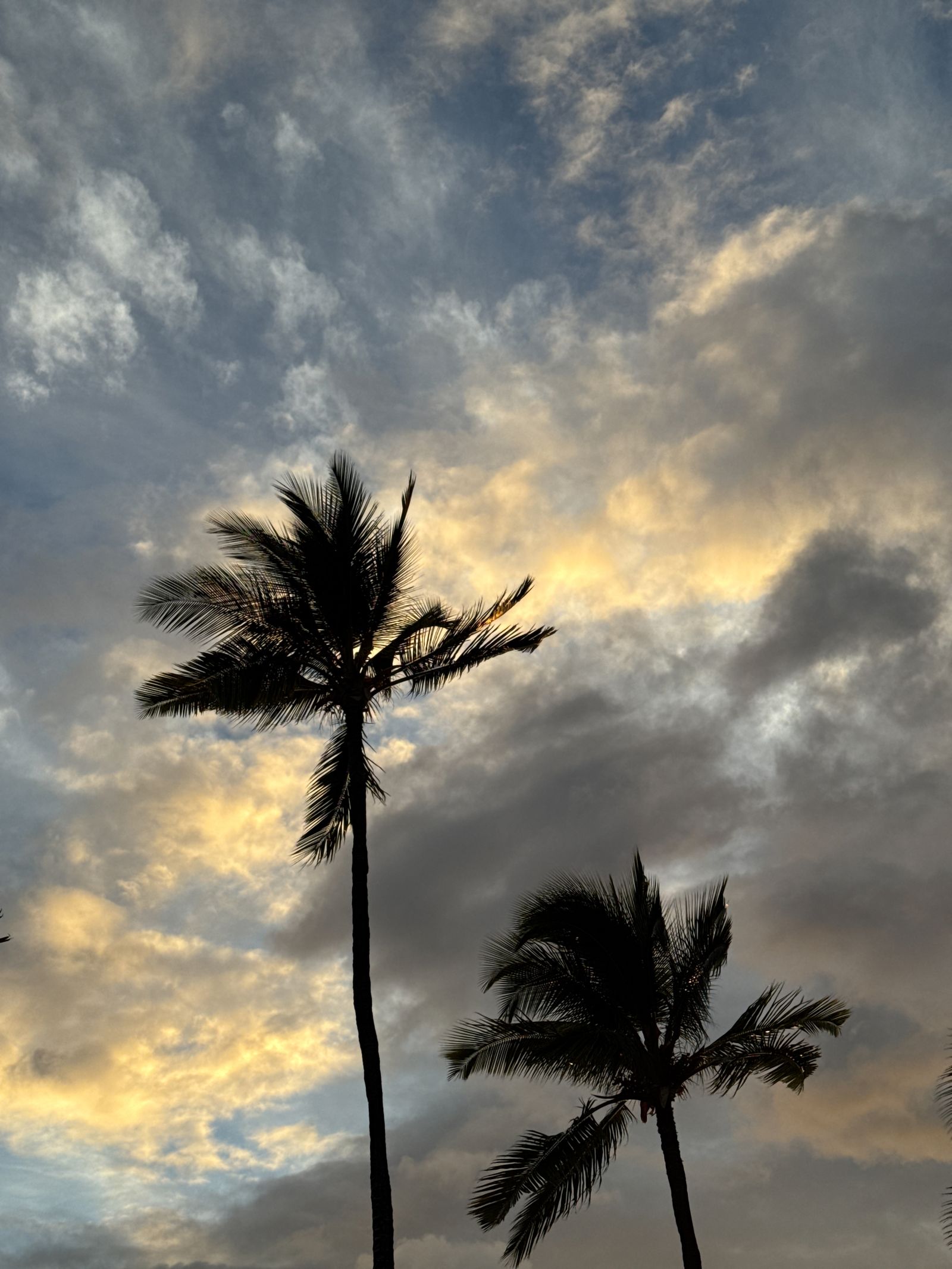 Sunset Silhouettes